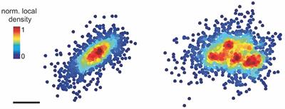 Subsynaptic Domains in Super-Resolution Microscopy: The Treachery of Images